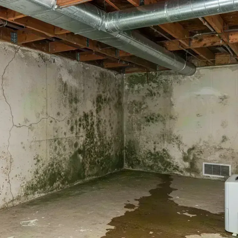 Professional Mold Removal in Shelbina, MO